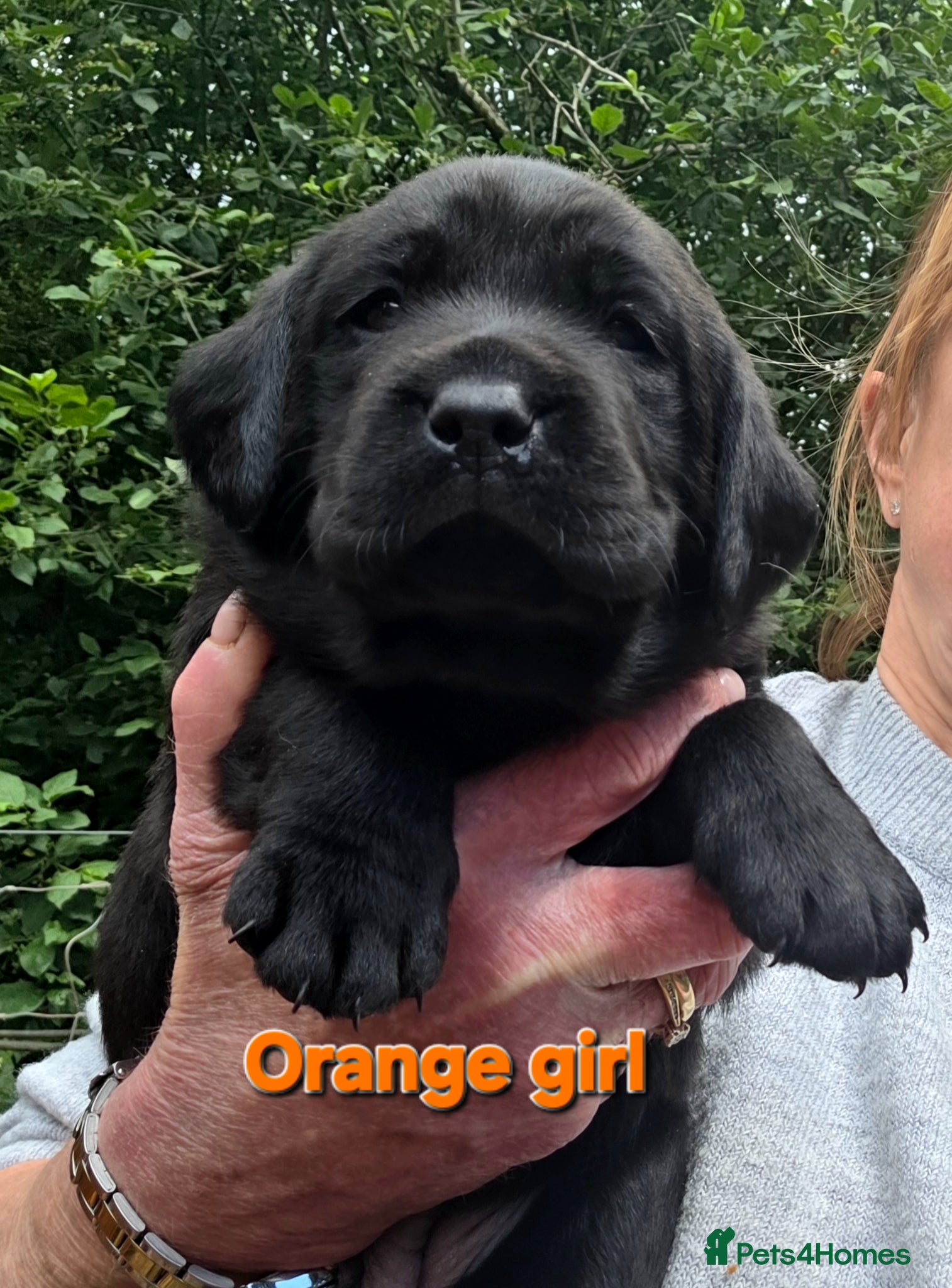 Labrador Retriever dogs Beautiful Black Labrador Puppies  - Advert 2