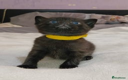 Mixed Breed cats for sale: 4 Beautiful fur babies looking for forever homes  - Image 3