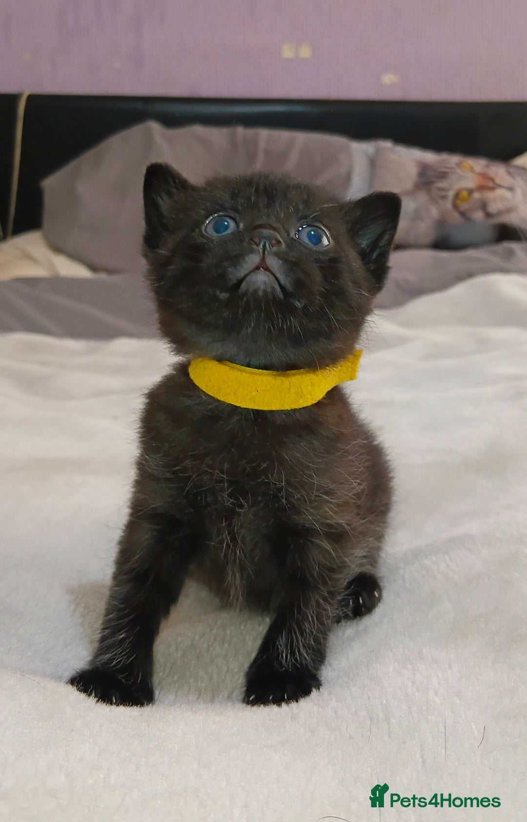 Mixed Breed cats for sale: 4 Beautiful fur babies looking for forever homes  - Image 3