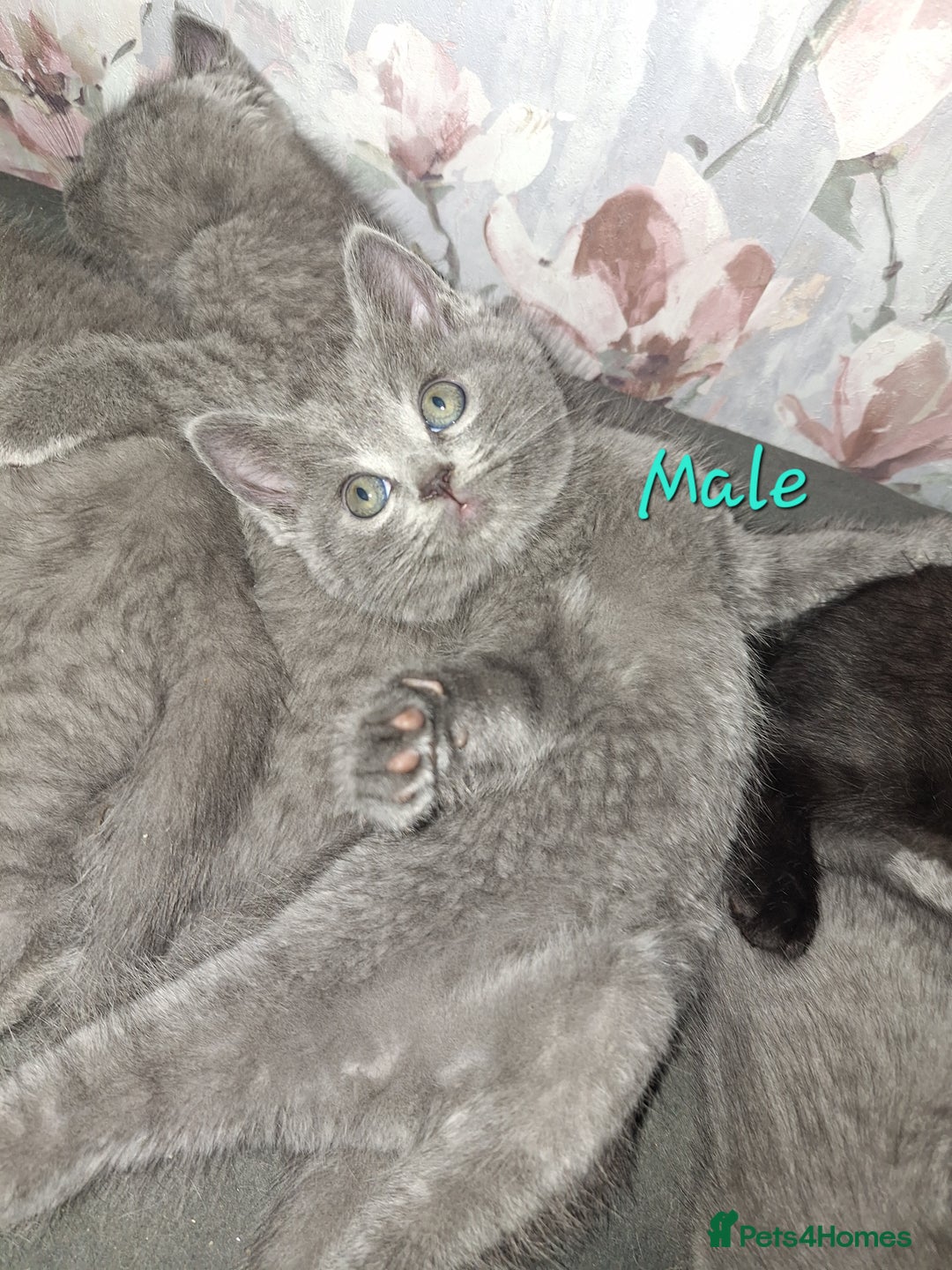 British Shorthair cats for sale: British shorthair kittens - Image 9