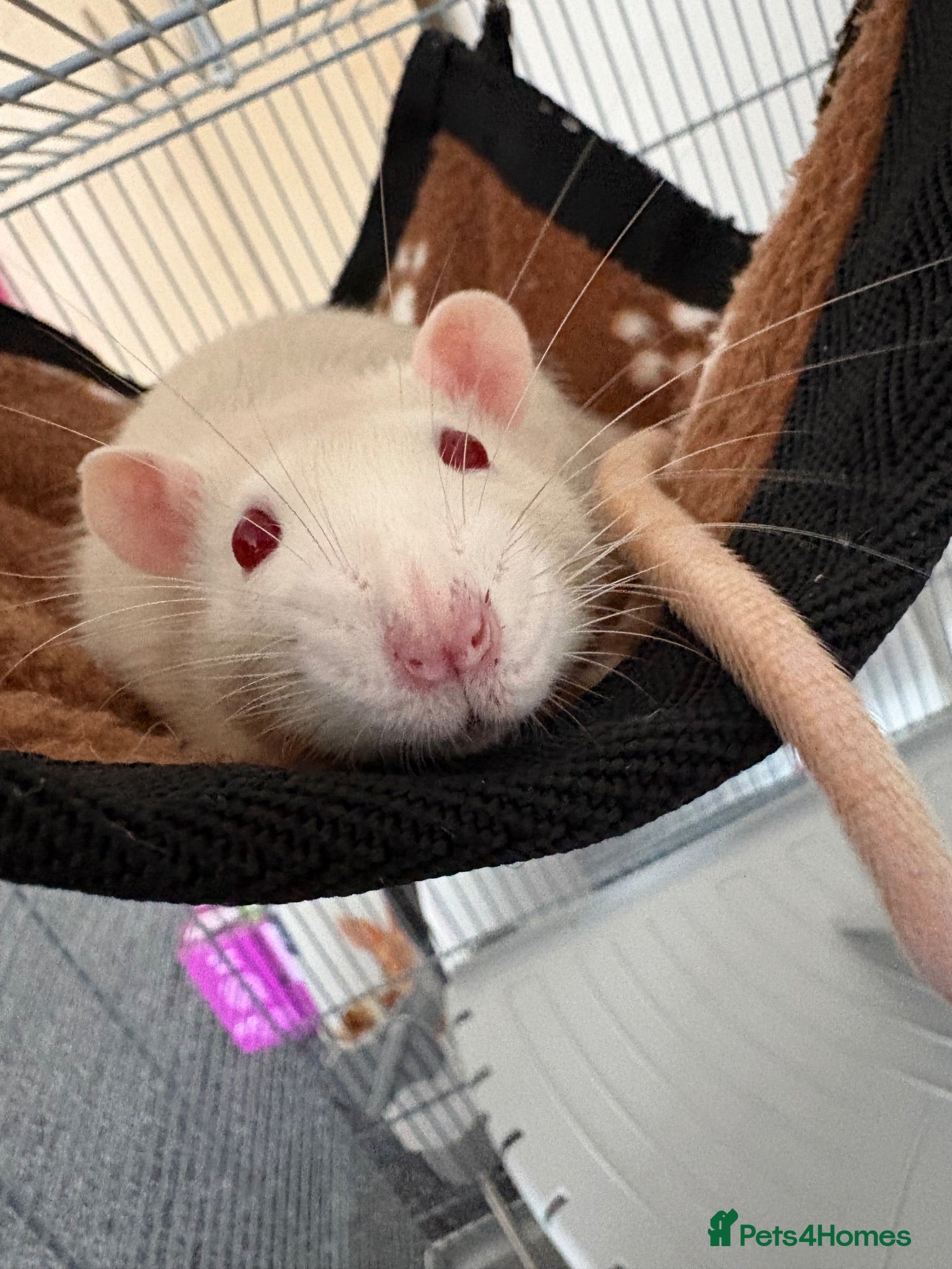 Rat rodents Male rats, 9 months old - Advert 3