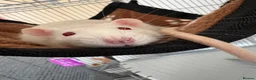 Rat rodents for sale: Male rats, 9 months old in Paisley - Advert 1