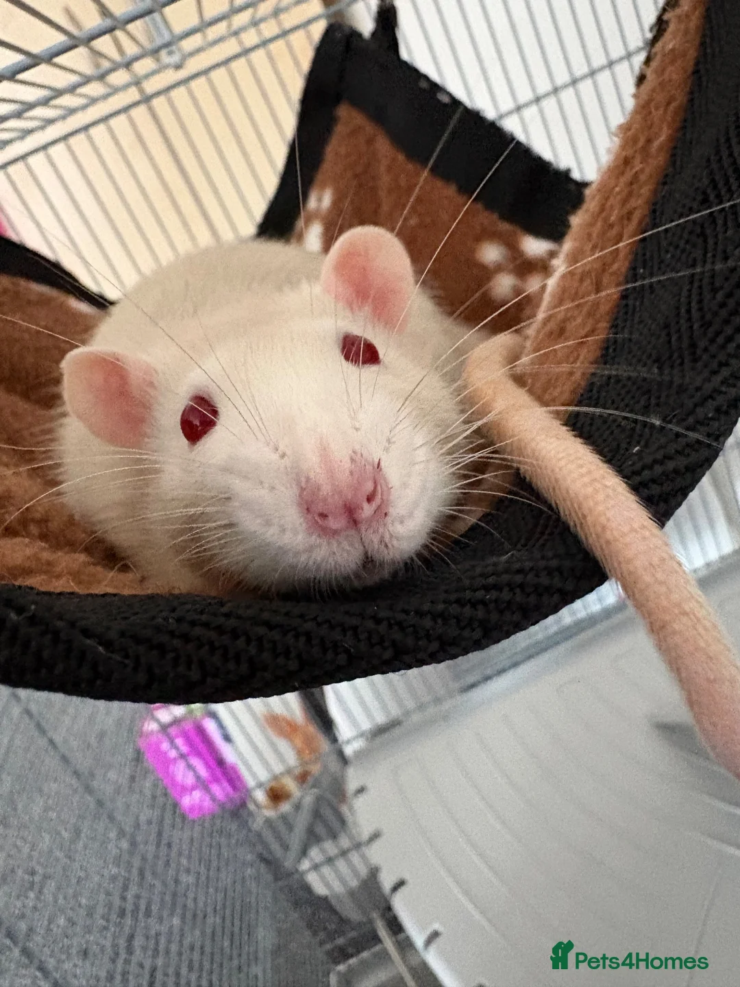 Rat rodents for sale: Male rats, 9 months old in Paisley - Advert 1