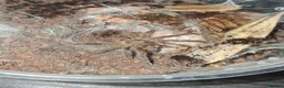 Mixed Breed invertebrates for sale: Giant African Millipede and Tarantulas available - Advert 6