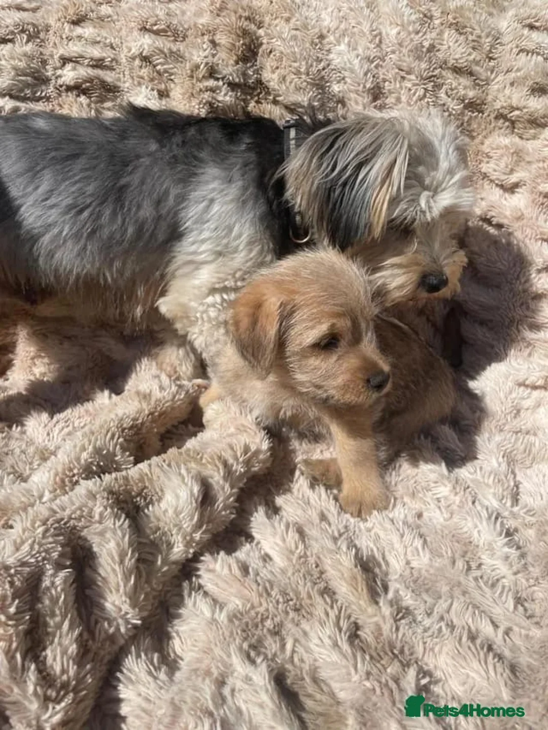 Mixed Breed dogs for adoption: Puppy for adoption 9 weeks old.  - Advert 3