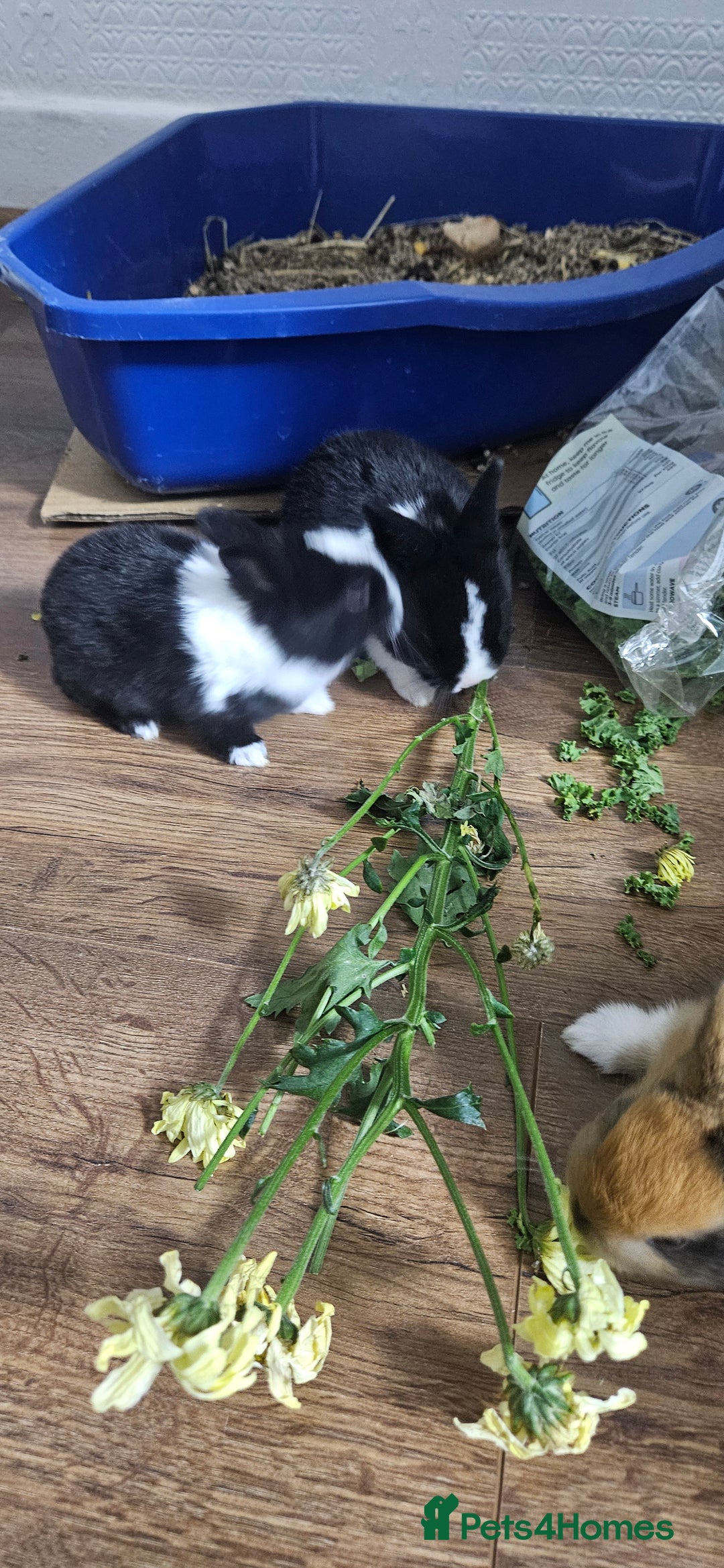 Mixed Breed rabbits for sale: 3 weeks old so cute 💕 - Advert 3