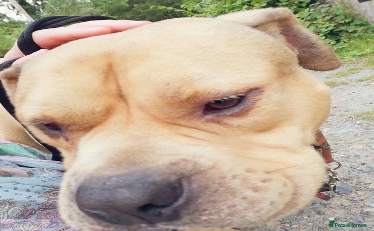 Mixed Breed dogs in Cardigan - Advert 6