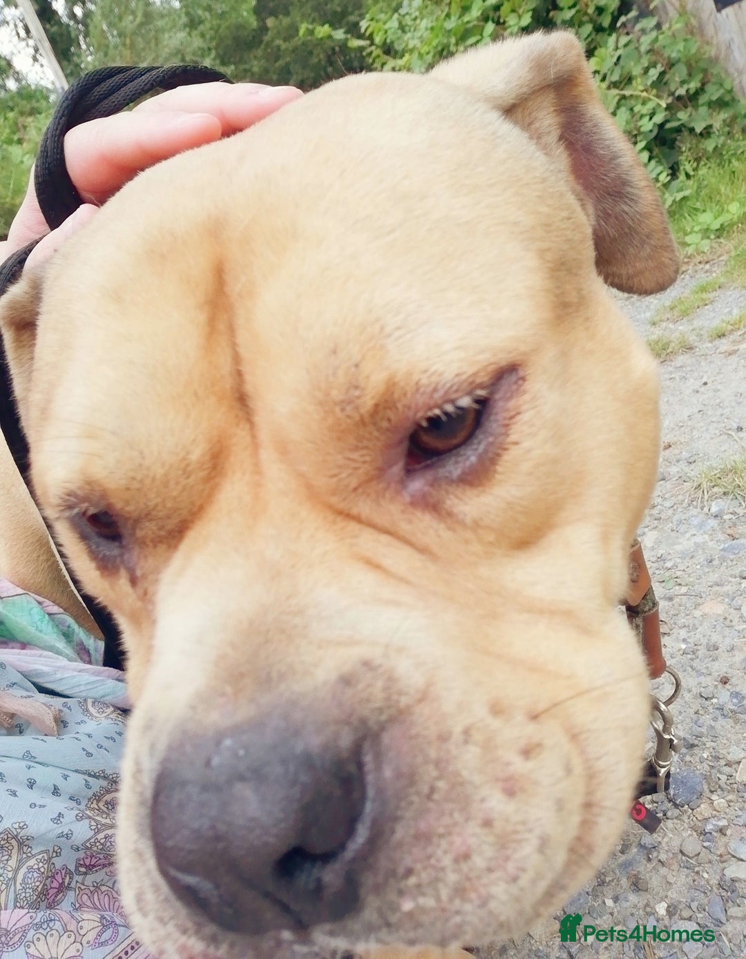 Mixed Breed dogs for adoption: ROCKY 16month old Pocket Bully in Cardigan - Image 1