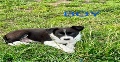Border Collie dogs - Advert 5