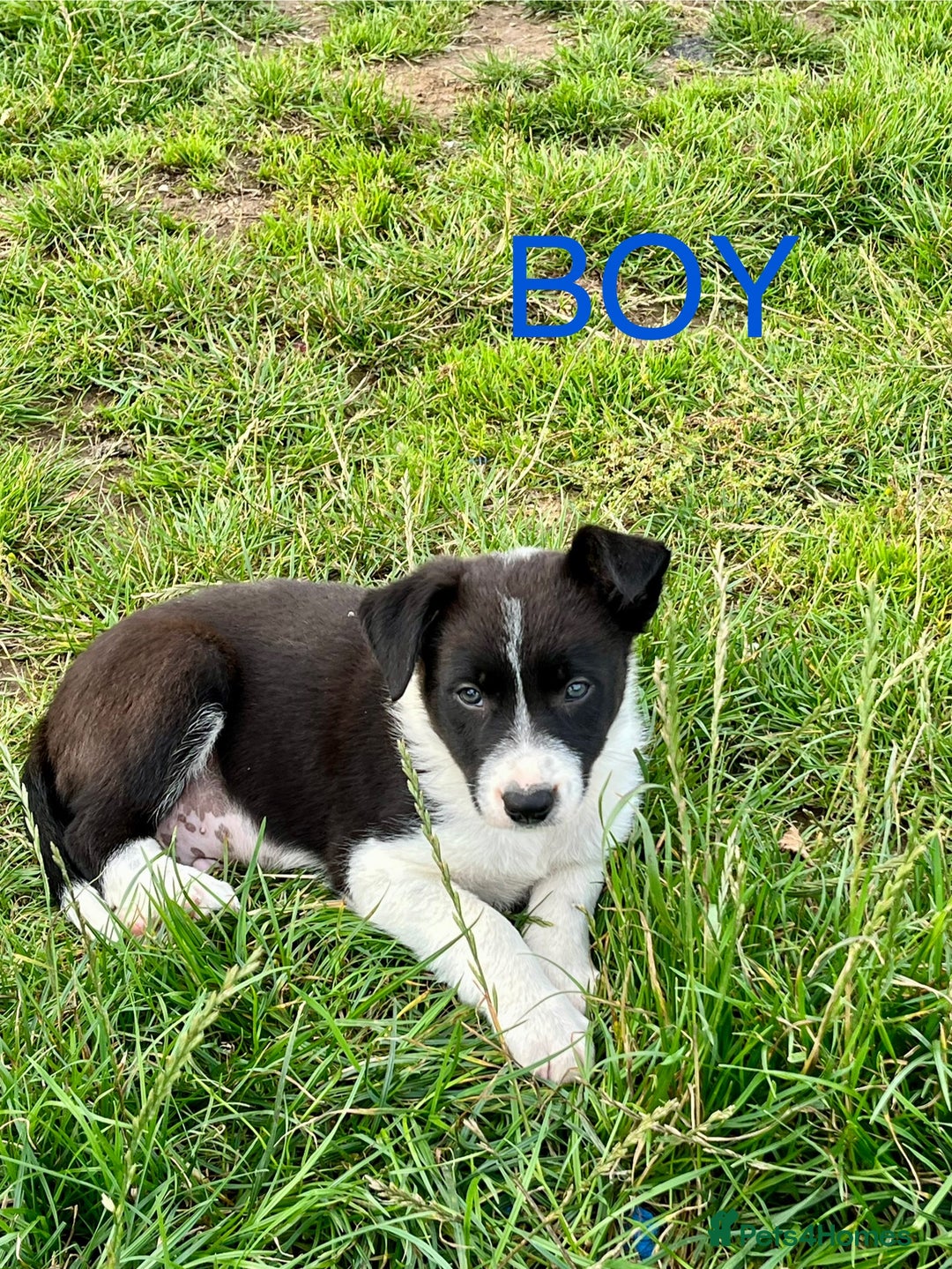 Border Collie dogs for sale: Beautiful Border collie pups - Image 2
