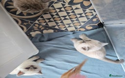 British Shorthair cats for sale: Britishshort hair kittens - Image 2