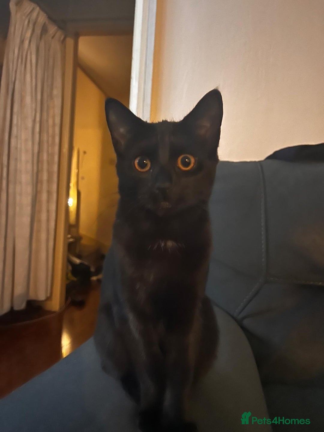 Mixed Breed cats for sale: Young kittens looking for loving homes - Advert 6