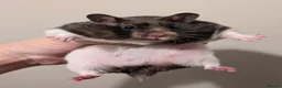 Hamster rodents for sale: Pedigree baby Syrians  - Advert 7