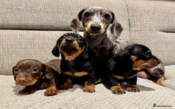 Miniature Dachshund dogs for sale: Mini miniature dachshund puppies  - Image 1