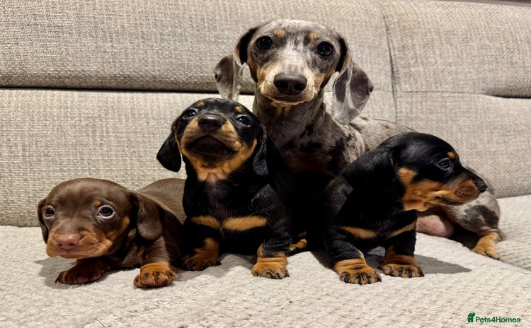 Miniature Dachshund dogs - Advert 5