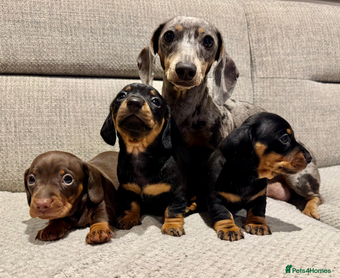 Miniature Dachshund dogs for sale: Mini miniature dachshund puppies  - Image 1