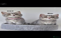 British Shorthair cats for sale: British breed kittens - Image 4