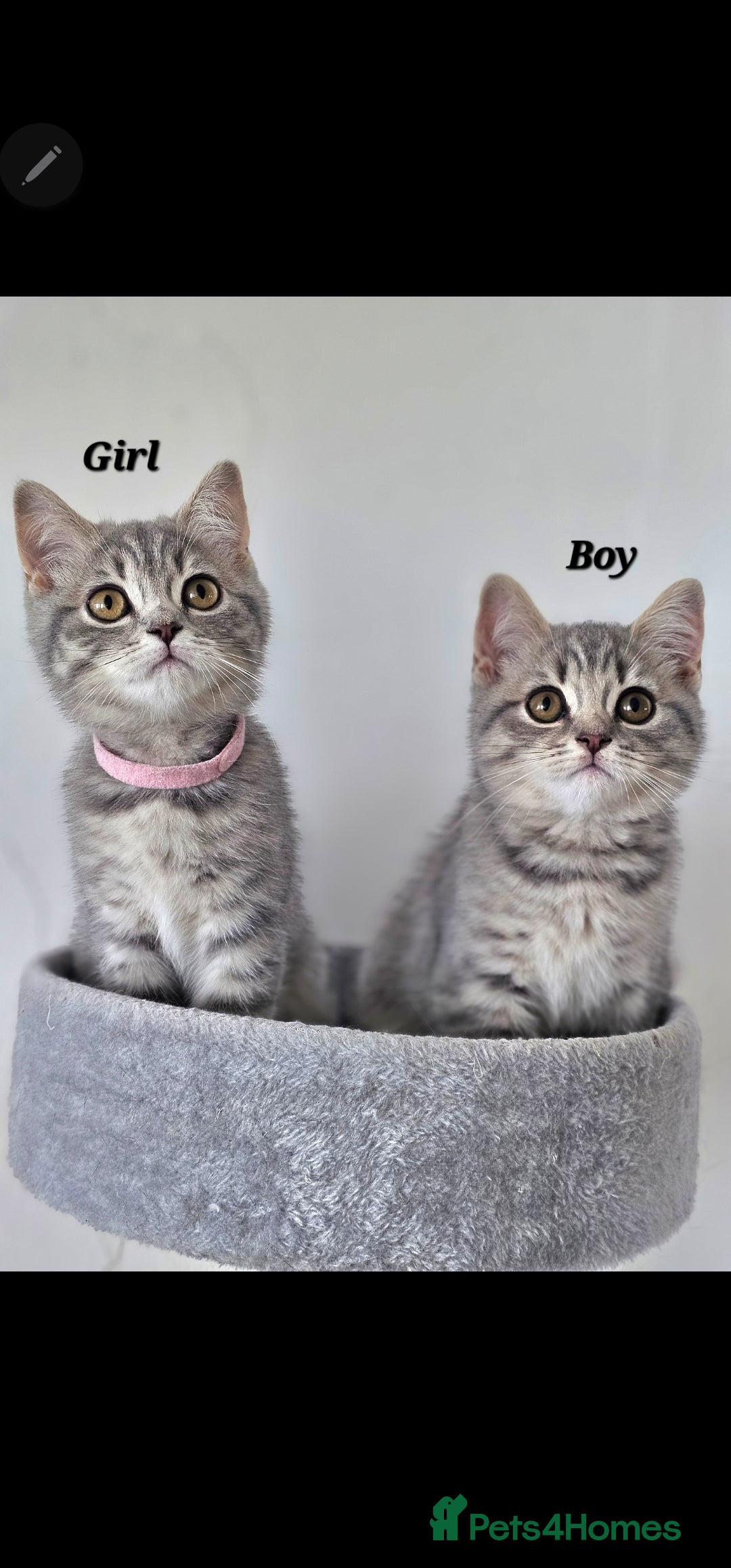 British Shorthair cats for sale: British breed kittens - Image 4