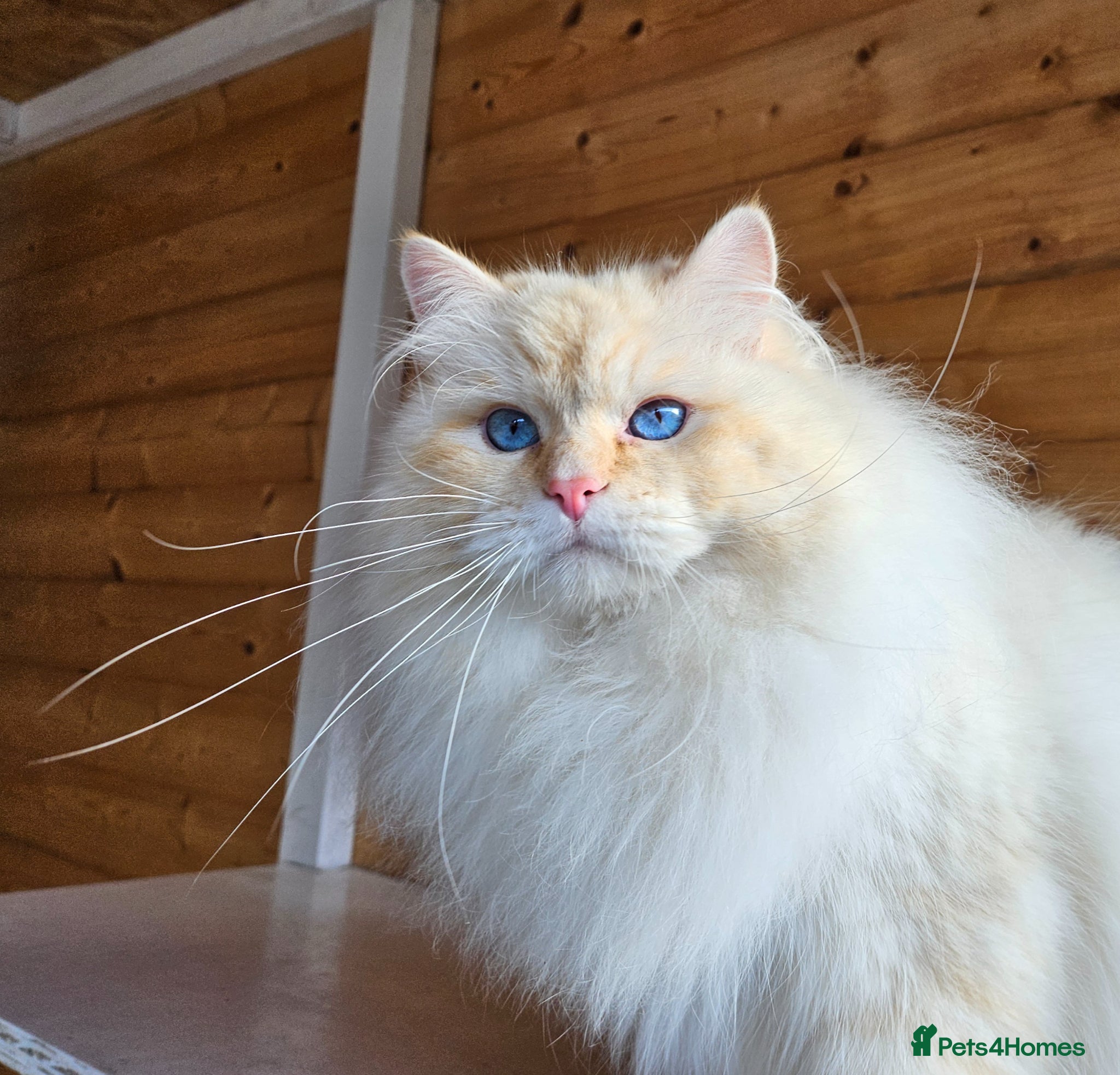 Siberian cats Outstanding retired male - Advert 1