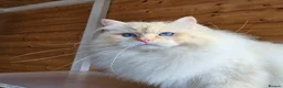 Siberian cats for sale: Outstanding retired male - Advert 1