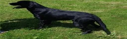 Labrador Retriever dogs for sale: 🥰RKC LABRADOR PUPPIES FULLY TESTED PARENTS  - Advert 3