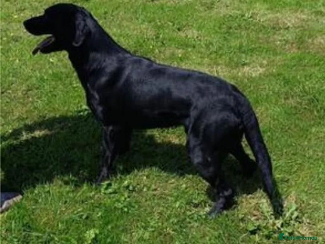 Labrador Retriever dogs for sale: 🥰RKC LABRADOR PUPPIES FULLY TESTED PARENTS  - Advert 3