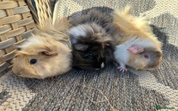 Guinea Pig rodents for sale: 3 Handsome male baby guinea pigs. - Image 6