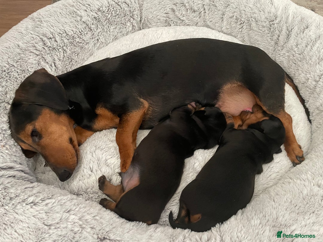Dachshund dogs for sale: Miniature  - Image 3