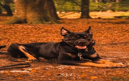 Rottweiler dogs for sale: Cali  - Image 3