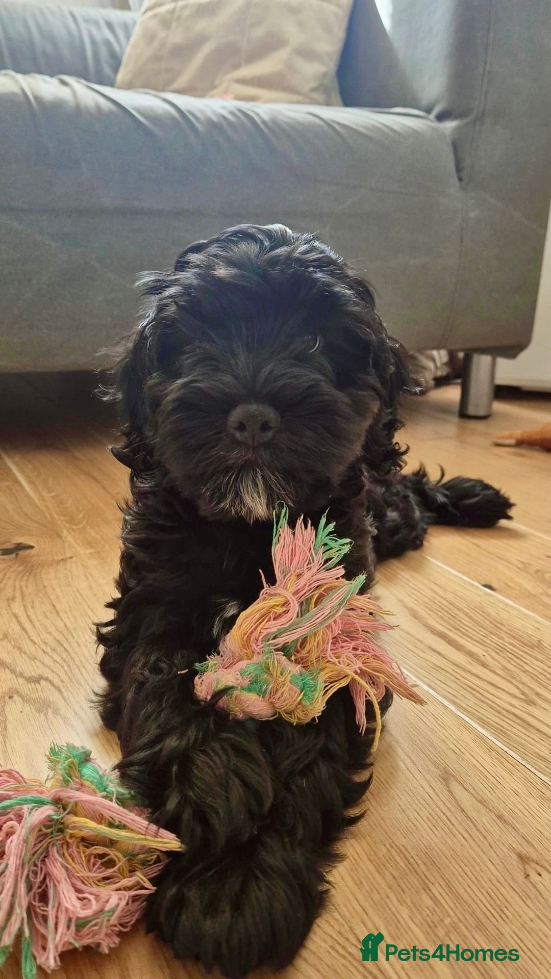 Cockapoo dogs One handsome boy ready for new home. - Advert 1