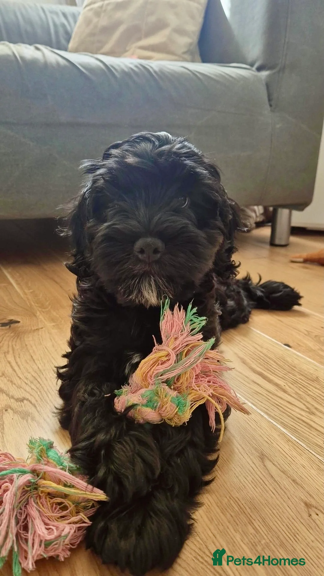 Cockapoo dogs for sale: One handsome boy ready for new home. - Advert 1