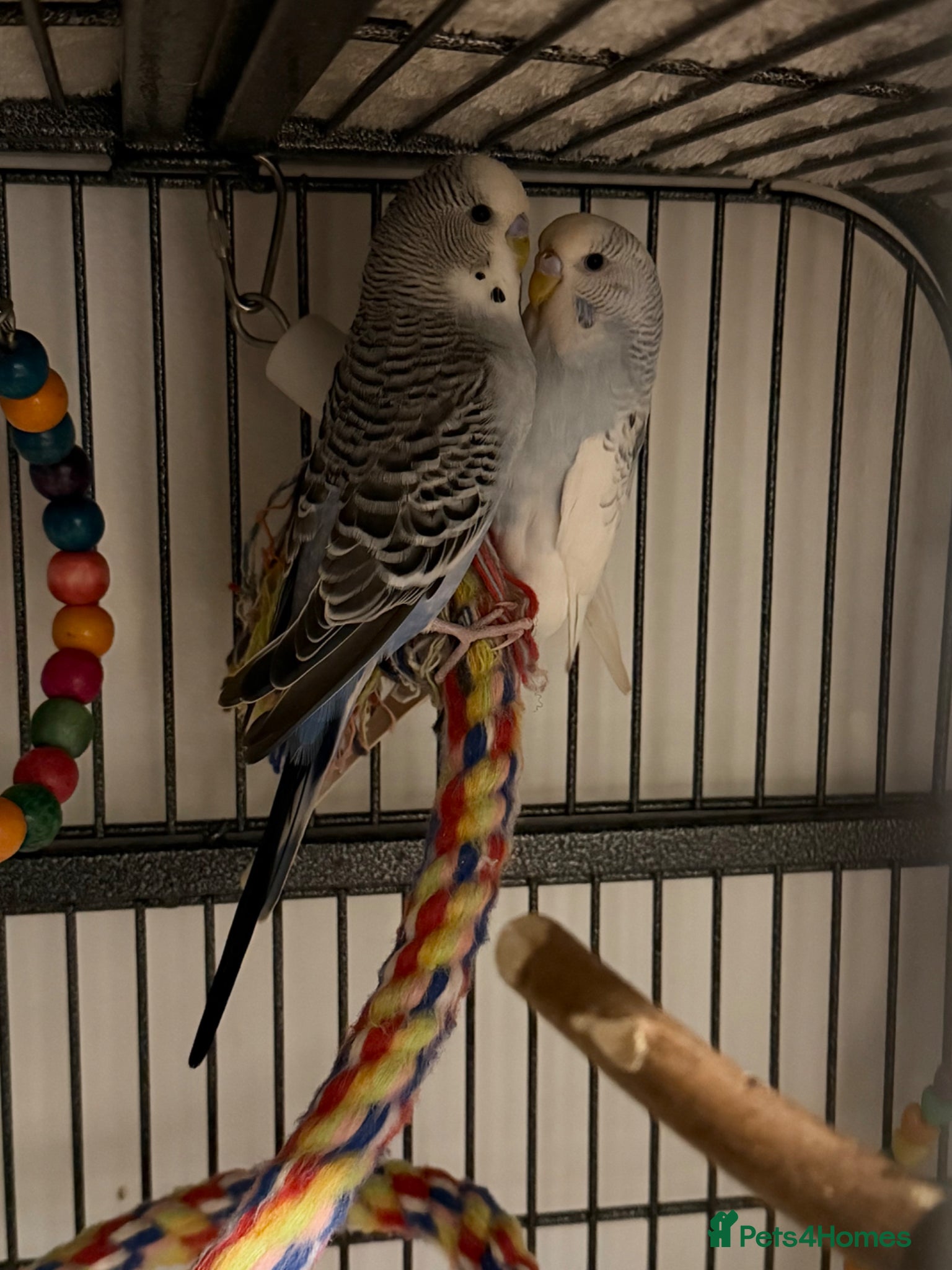 Budgerigars birds 2 Budgies with Cage - Advert 2