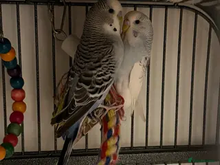Budgerigars birds 2 Budgies with Cage - Advert 2