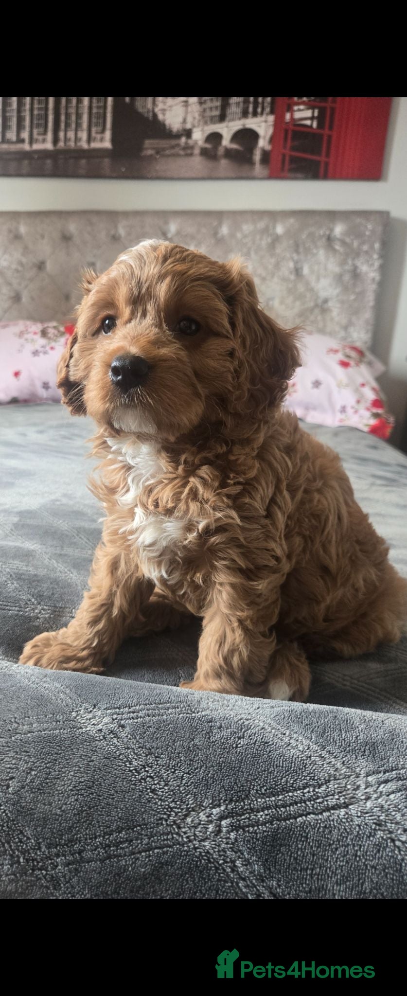 Cavapoo dogs F1 Cavapoo puppies  - Advert 2