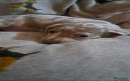 Miniature Dachshund dogs for sale: Stunning Miniature dachshund puppies  - Advert 12