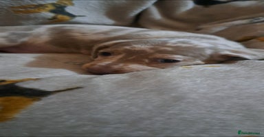 Miniature Dachshund dogs Stunning Miniature dachshund puppies  - Advert 2