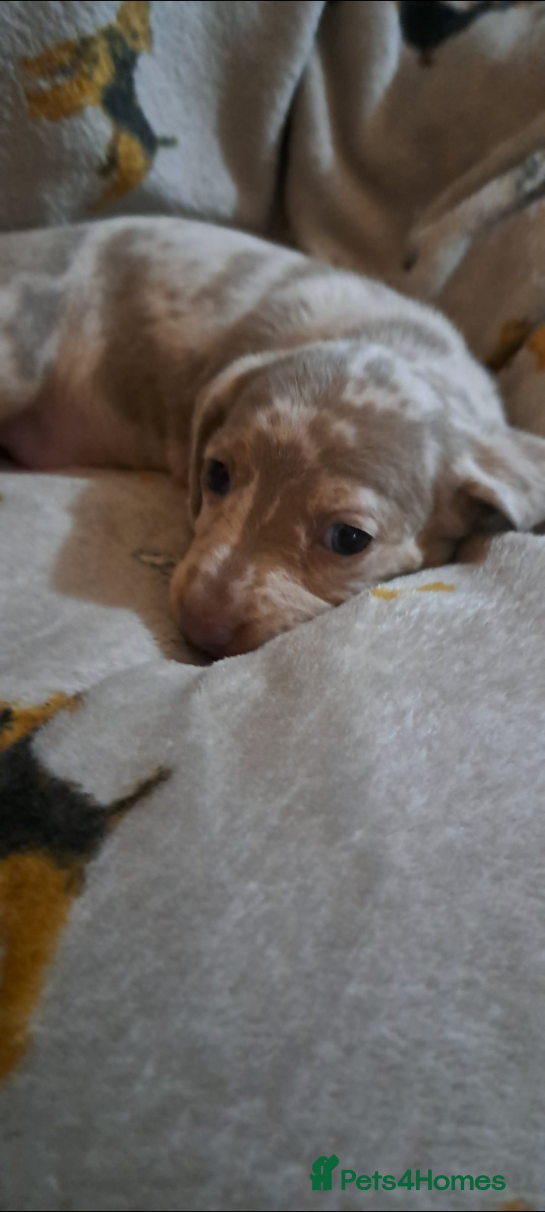 Miniature Dachshund dogs for sale: Stunning Miniature dachshund puppies  - Advert 12