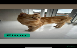 Domestic Shorthair cats for sale: 2 Male cats for sale  - Image 4