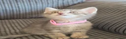 Norwegian Forest Cat cats for sale: Norwegian Forest cat X Bengal!  - Advert 14