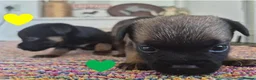 Border Terrier dogs for sale: Beautiful Border Terriers for Sale - Advert 16