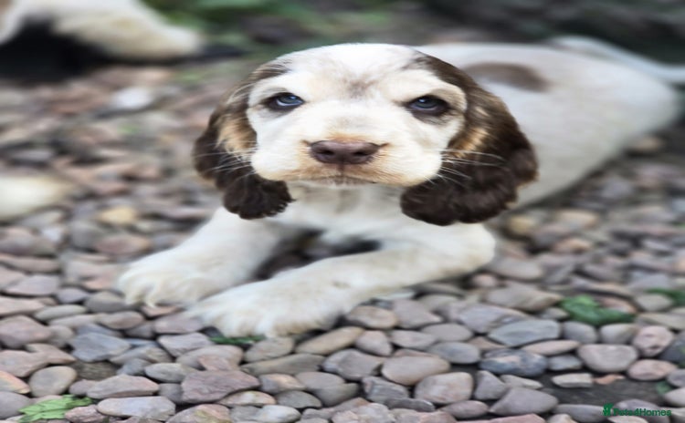 Cocker Spaniel dogs - Advert 5