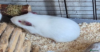 Guinea Pig rodents - Advert 4