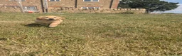 Golden Retriever dogs for sale: KC Reg Health Tested Dark Golden Retriever Puppies - Advert 6