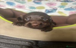 Cocker Spaniel dogs for sale: My 3 beautiful puppies  - Image 6