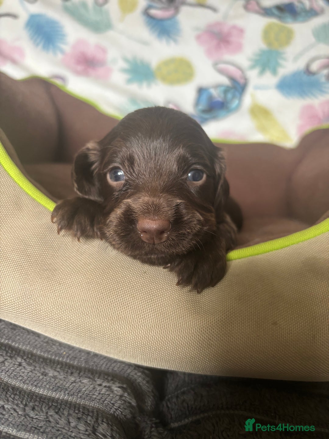 Cocker Spaniel dogs for sale: My 3 beautiful puppies  - Image 6