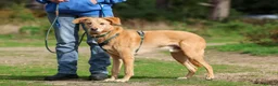 Mixed Breed dogs for adoption: Marvellous Moose - Advert 17