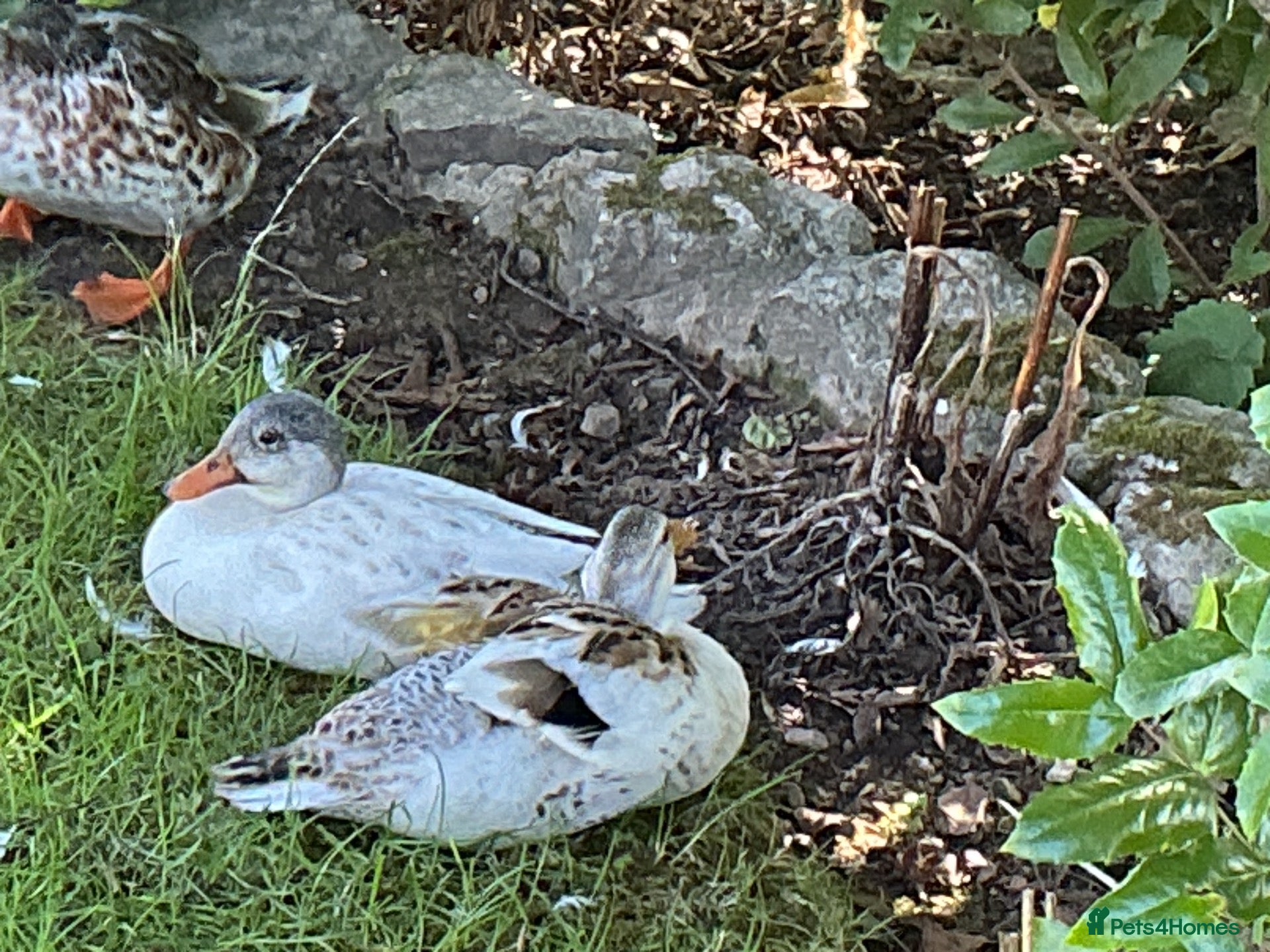 Ducks poultry Miniature Silver Appleyard Duck and Drake Pair - Advert 1