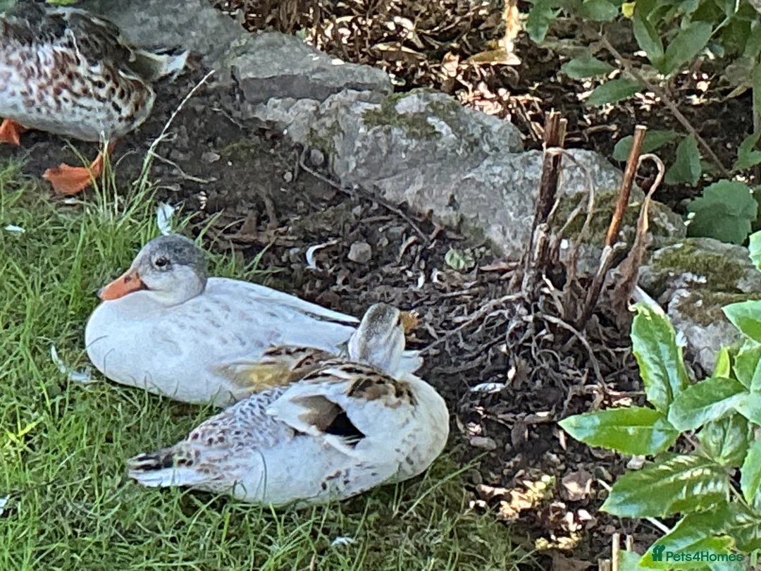 Ducks poultry for sale: Miniature Silver Appleyard Duck and Drake Pair - Advert 1