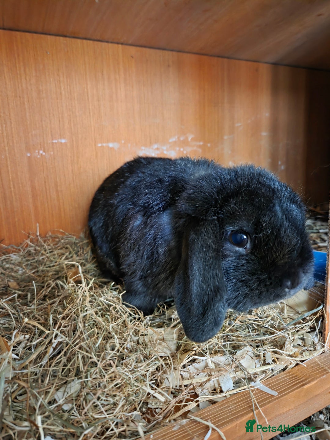 Mini Lop rabbits for sale: 💙🩷friendly pure bred mini lops from £20🩷💙 - Image 9
