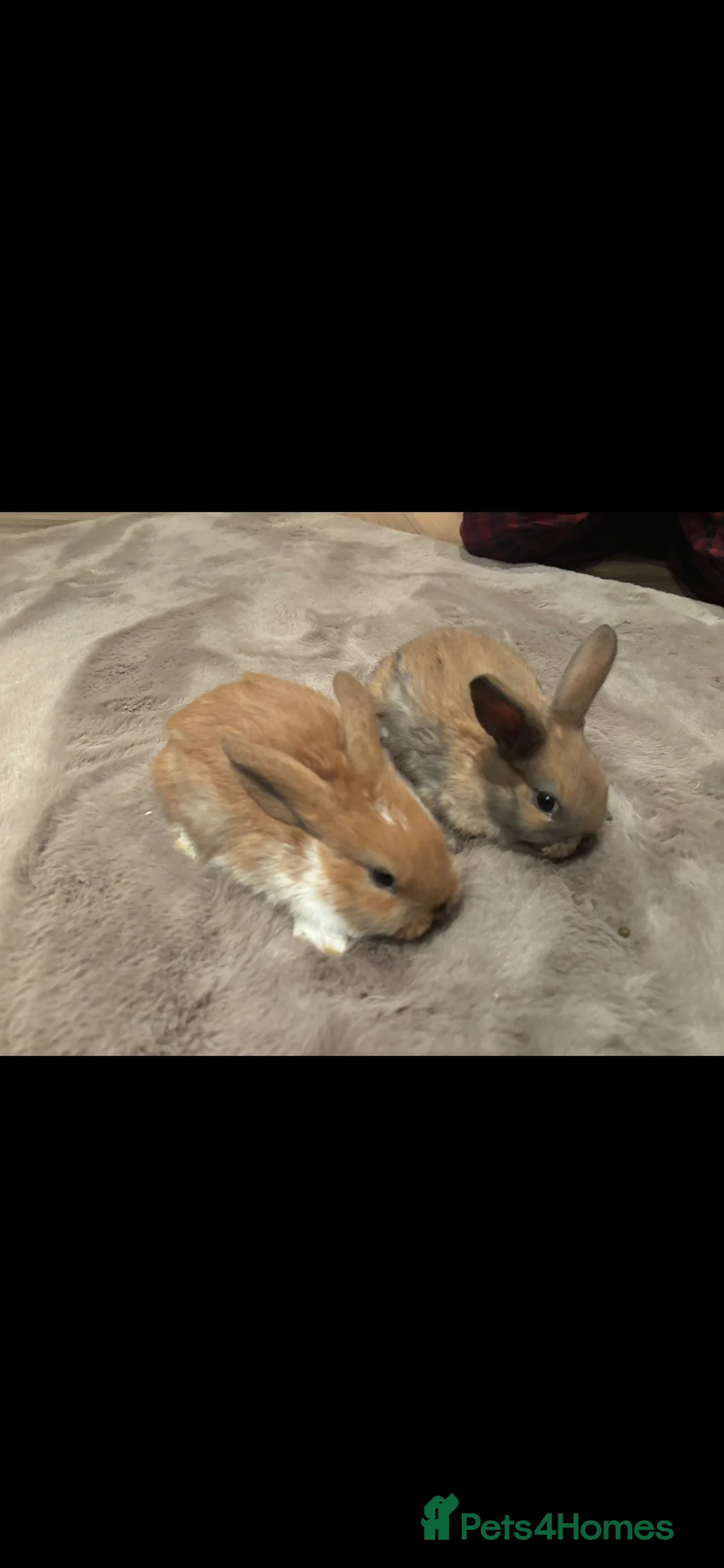 English Lop rabbits for sale: Gorgeos lop eared bunnies - Advert 3